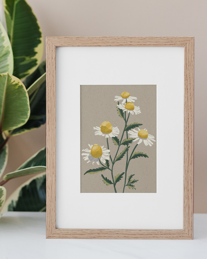 Chamomile | Wall Art